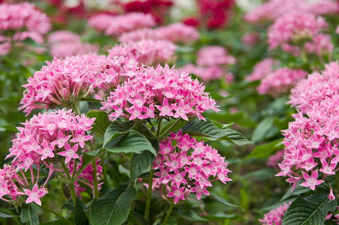 Pink pentas