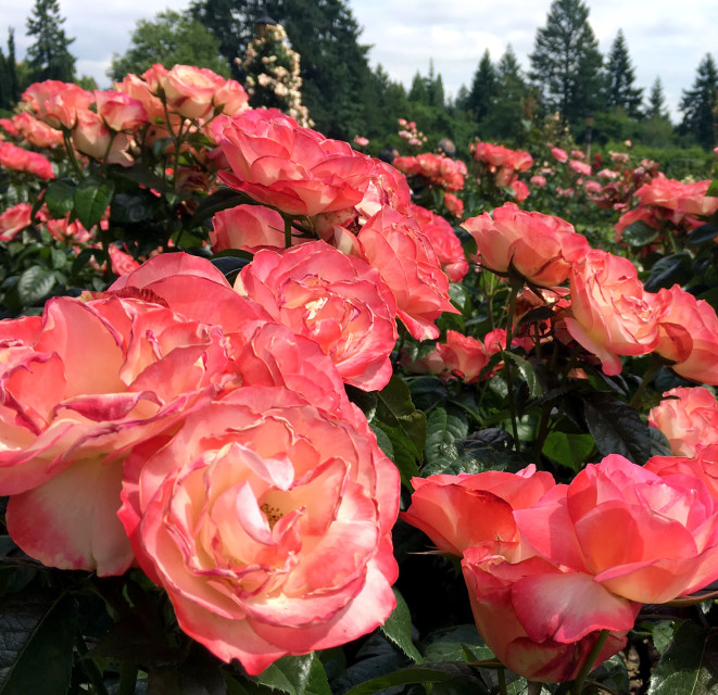 Bloom Watch 10 Portland Area Flowers To Know Portland Monthly