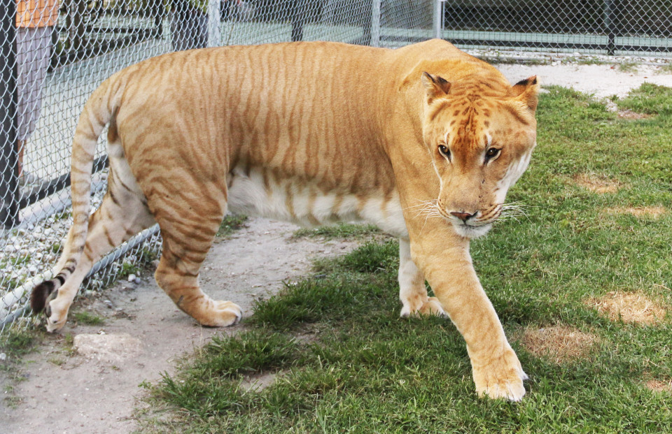 Big Cat Habitat And Gulf Coast Sanctuary Activities Sarasota