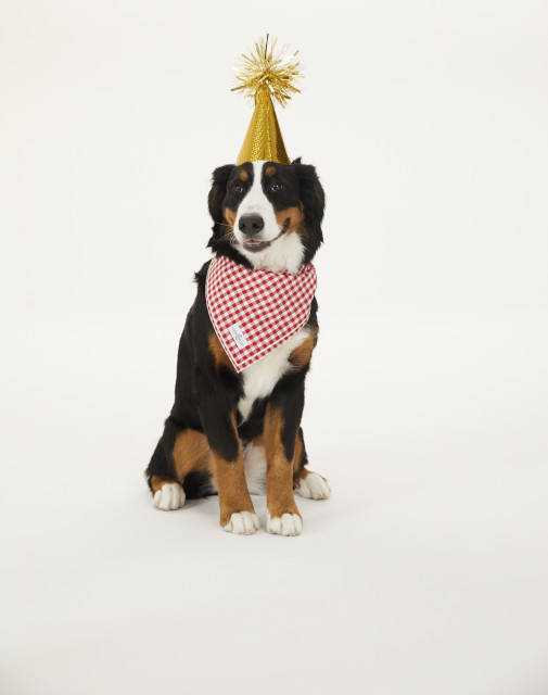 Nordstrom dog 2025