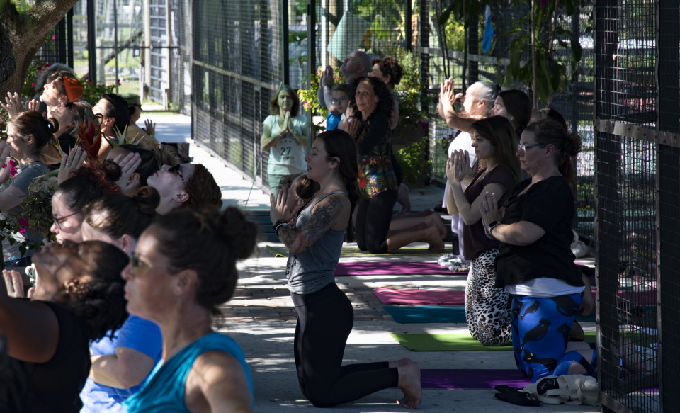 We Tried It Yoga With Tigers Sarasota Magazine