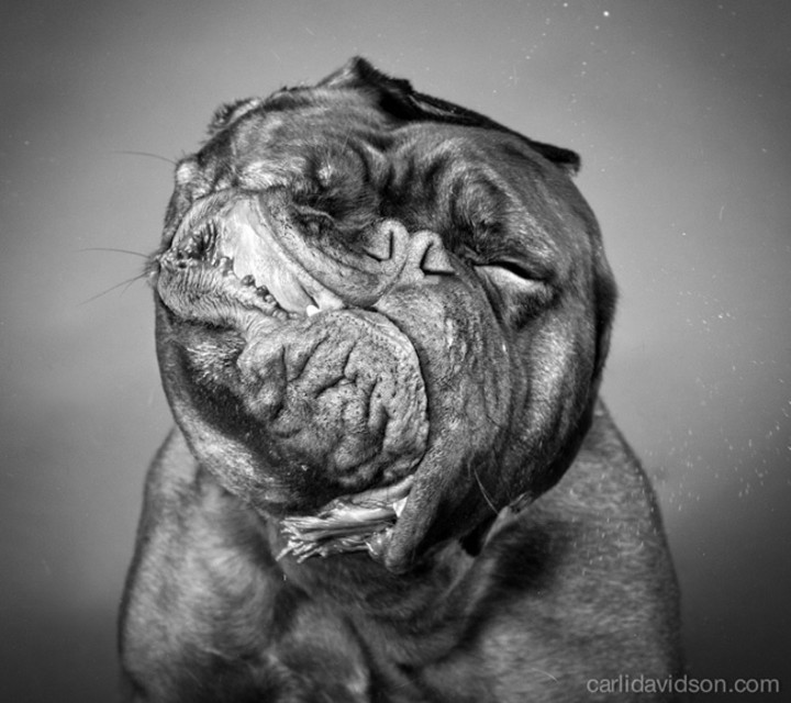 slow motion dog photography