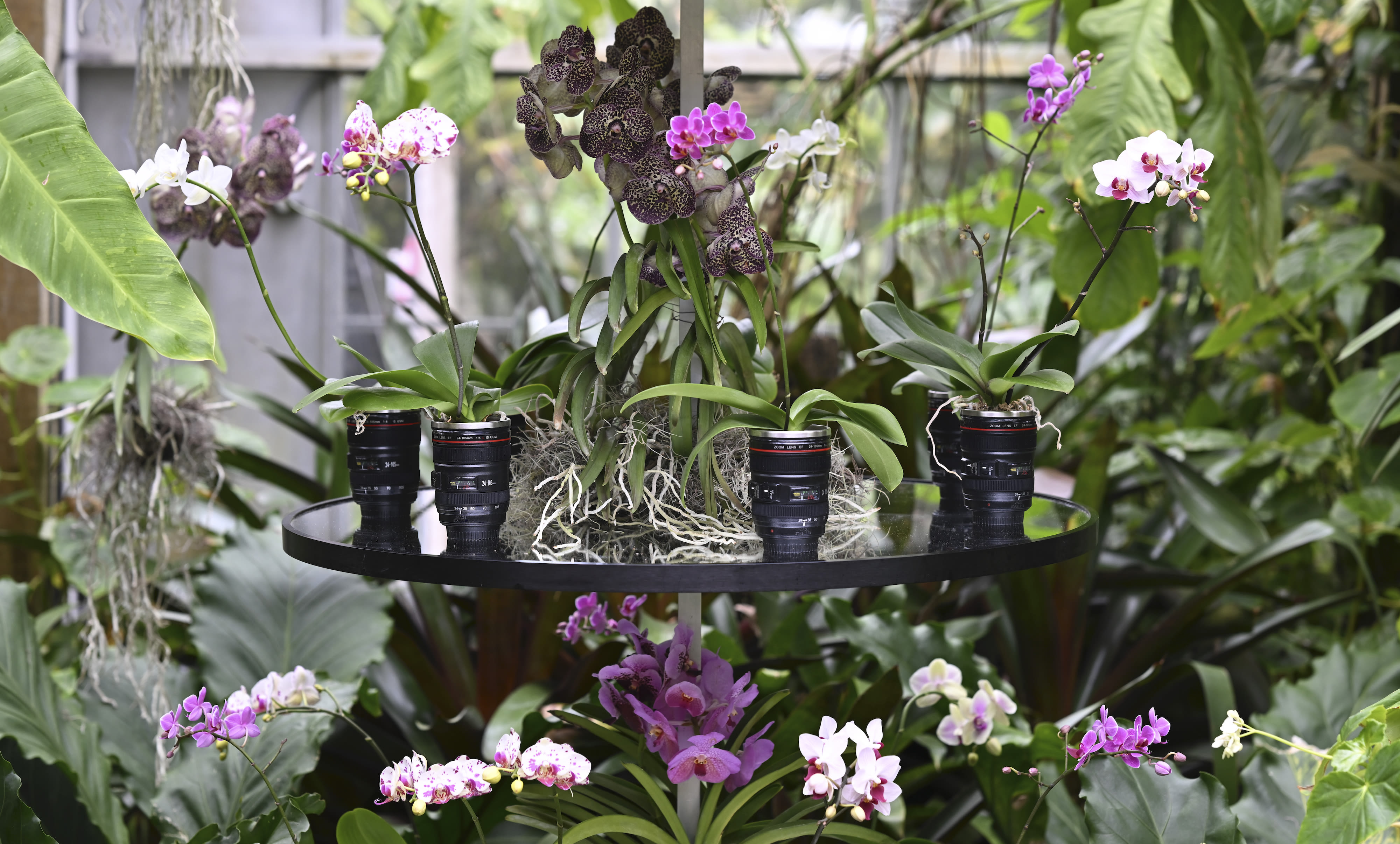 “The Orchid Show 2022” Celebrates Beauty and Diversity of Orchids