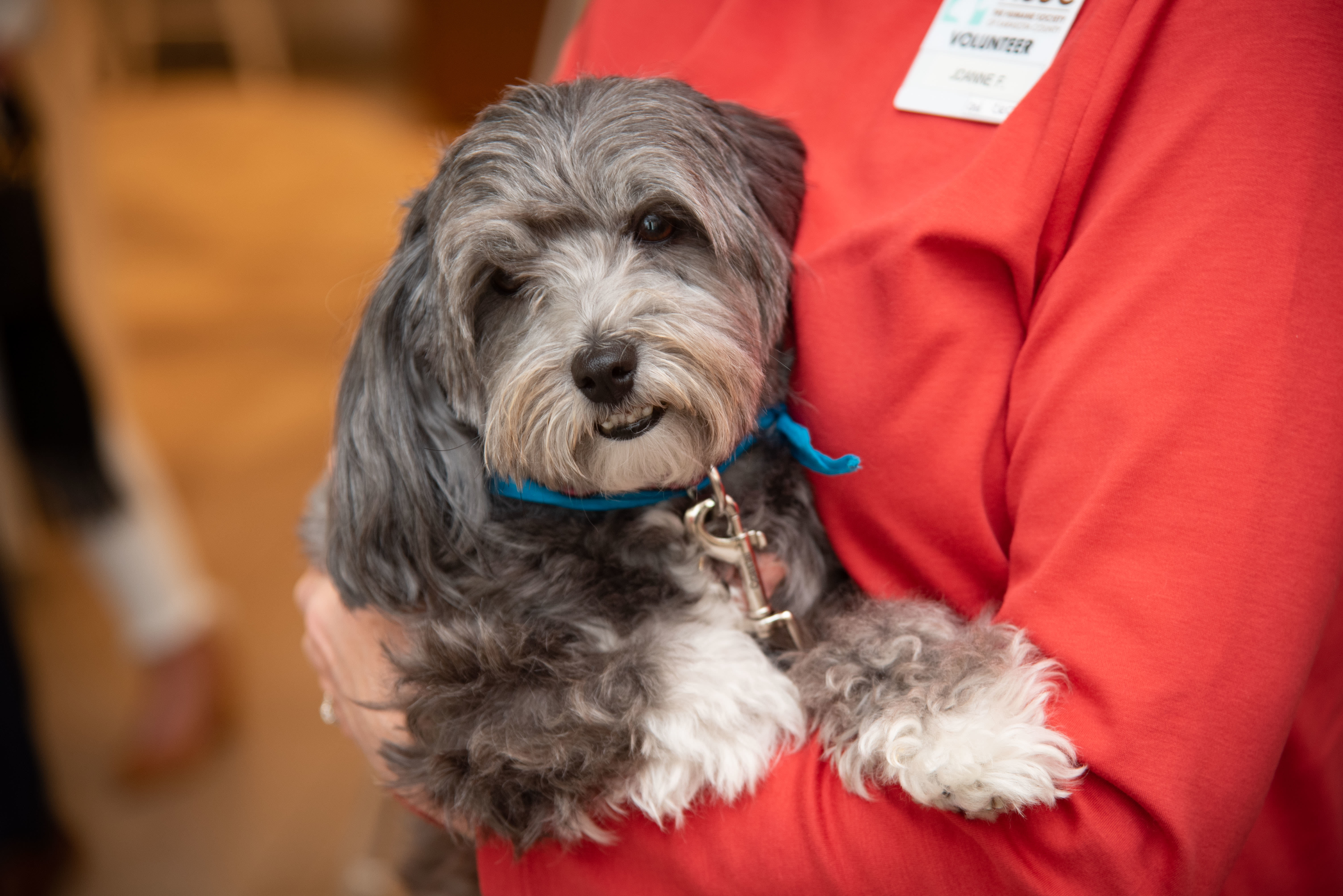 Paws on the Catwalk 2020 Sarasota Magazine