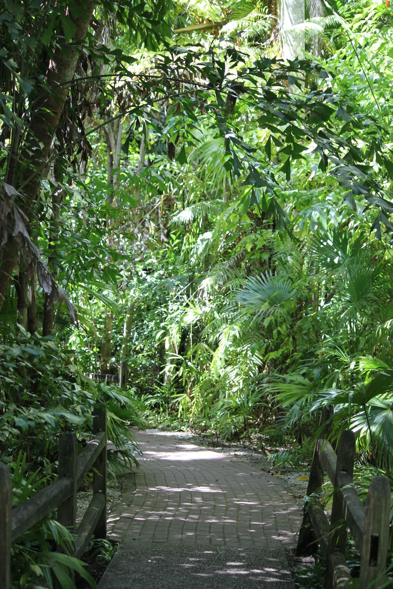 Sarasota Jungle Gardens Activities Sarasota Magazine