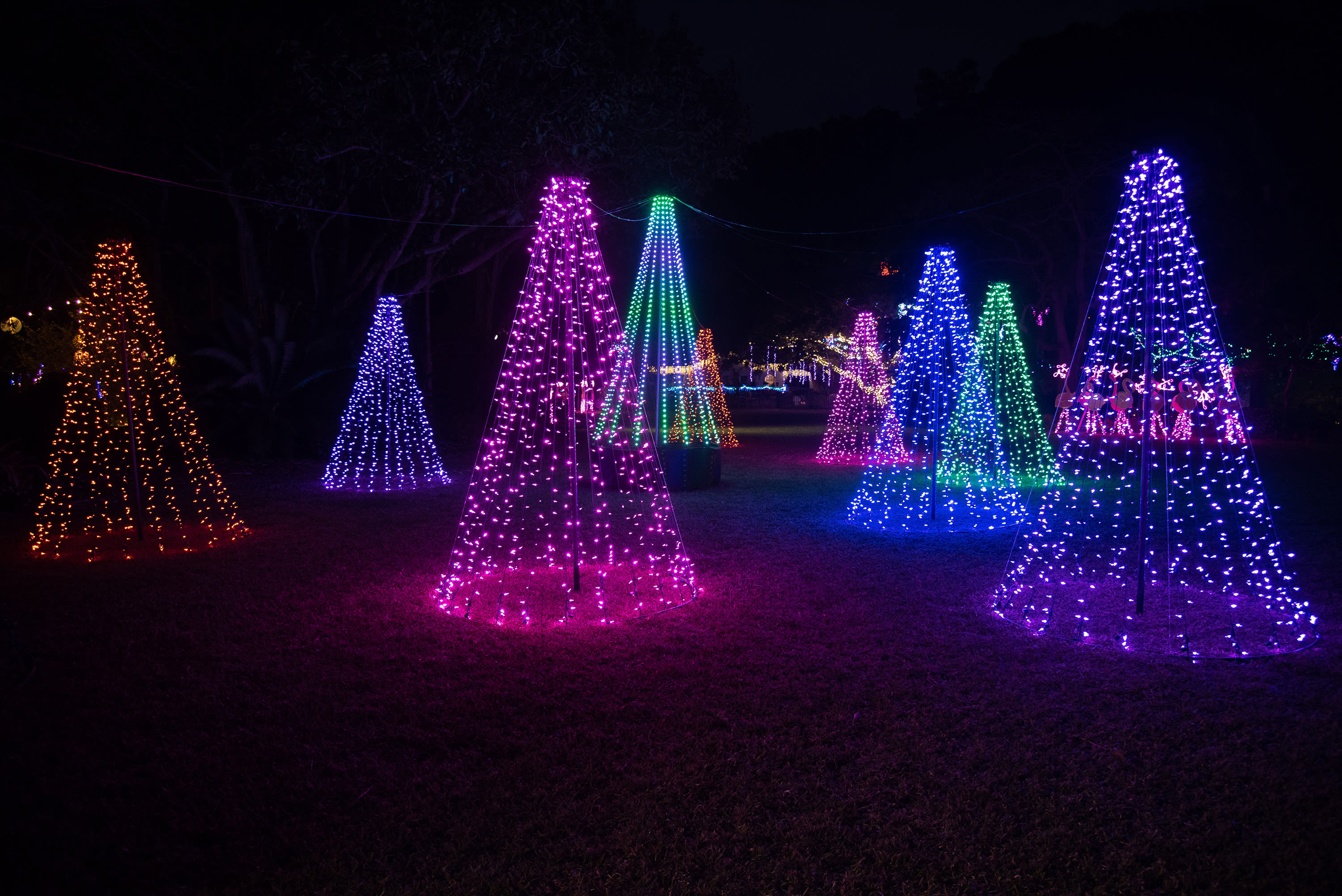 Sneak Peek Selby Gardens' 2020 Lights in Bloom Sarasota Magazine