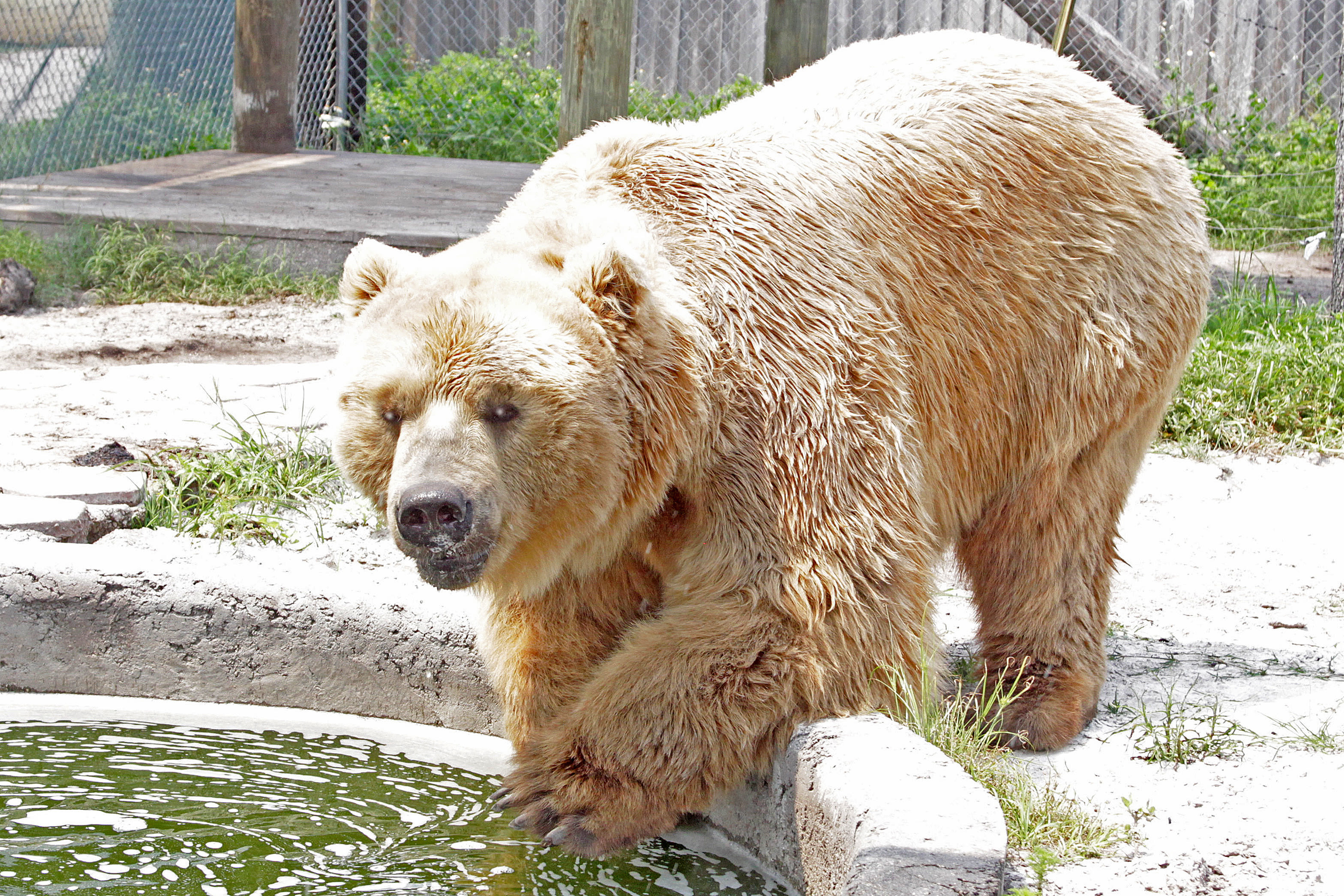 Big Cat Habitat and Gulf Coast Sanctuary Activities Sarasota Magazine