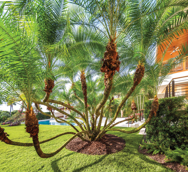 pygmy date palm landscape ideas