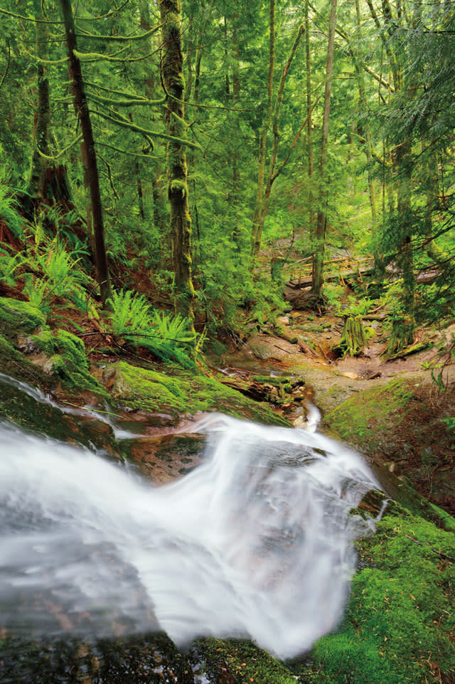 Seattle Trails Cougar Mountain - Cougar Mountain Park Seattle Trails Xgmh10