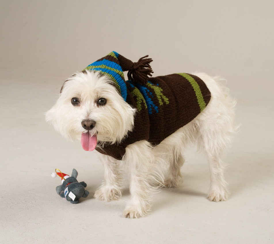 Watch Out, Phanatic! this Sheltie Dog Makes a Perfect Mascot for