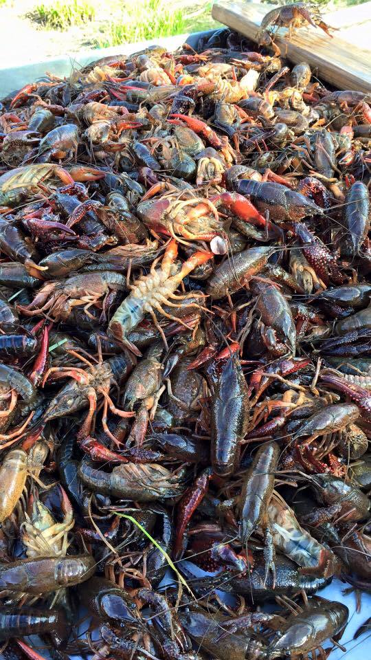 Texas Crawfish Barn Restaurants Houstonia Magazine