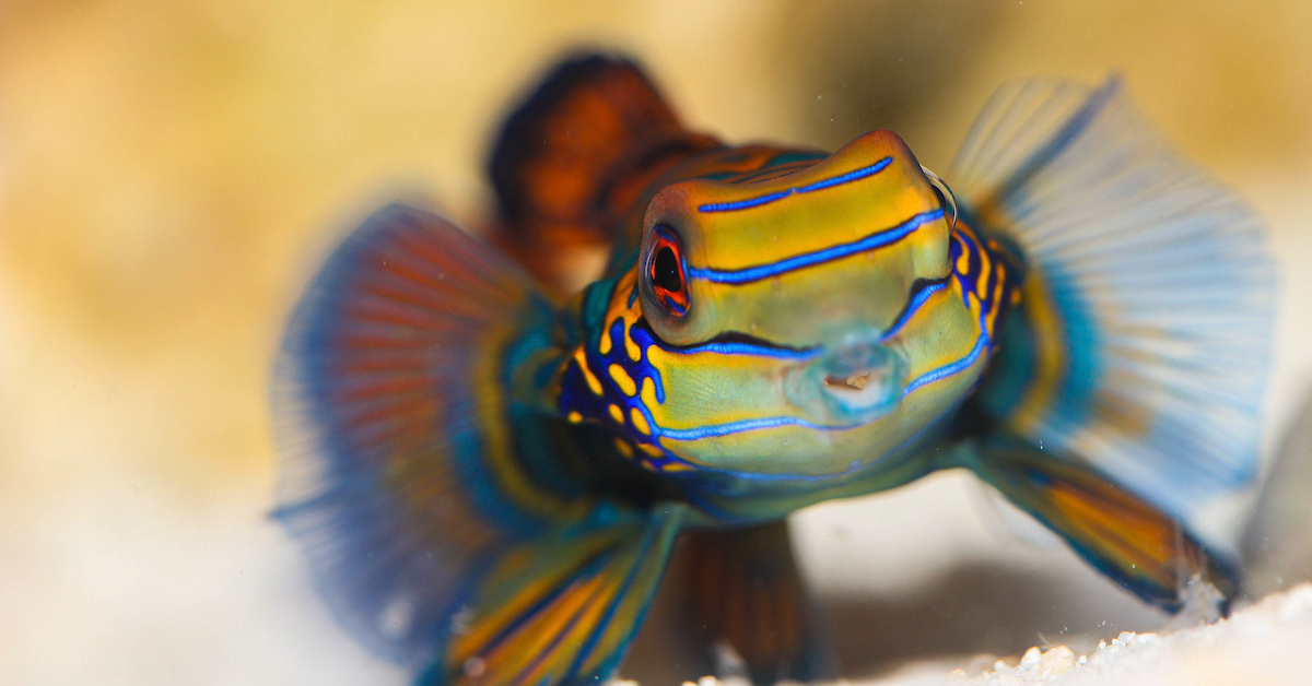 aquarium macro photography