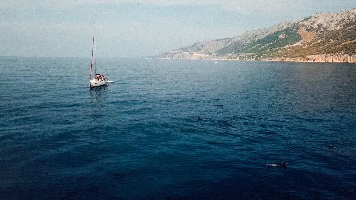 A sailboat cruising near a rocky coastline with dolphins swimming in the foreground.