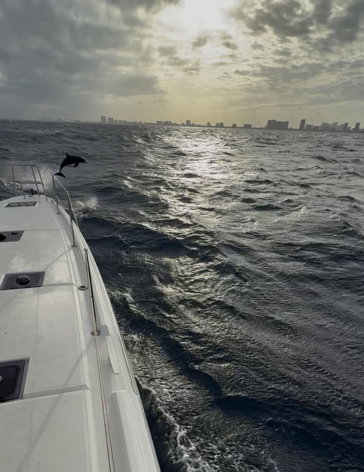 Dolphin leaping beside a catamaran at sea with a distant city skyline under cloudy skies.