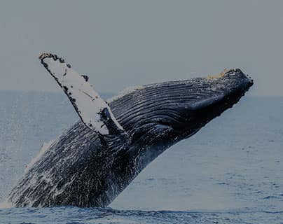 humpback whale breach