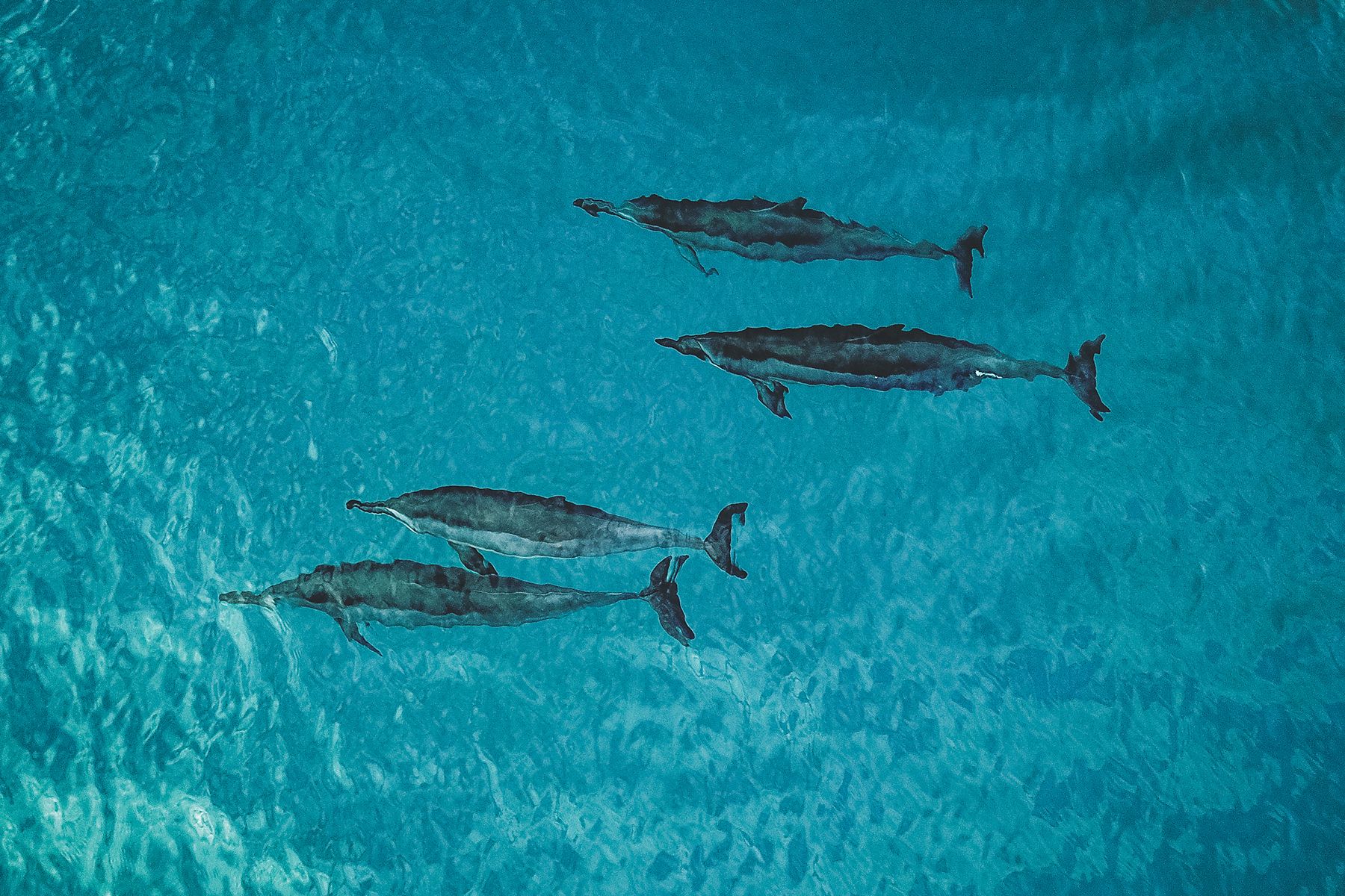 site3 dolphins in water