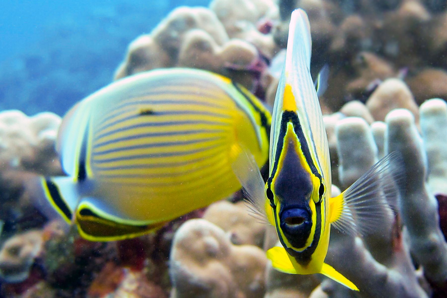 gallery4 close-up of yellow fish while snorkeling on trilogy's Discover Molokini tour