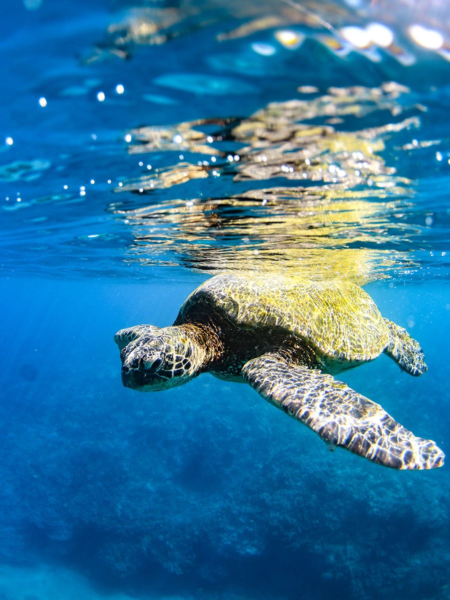 gallery6 green sea turtle floating over coral in maui
