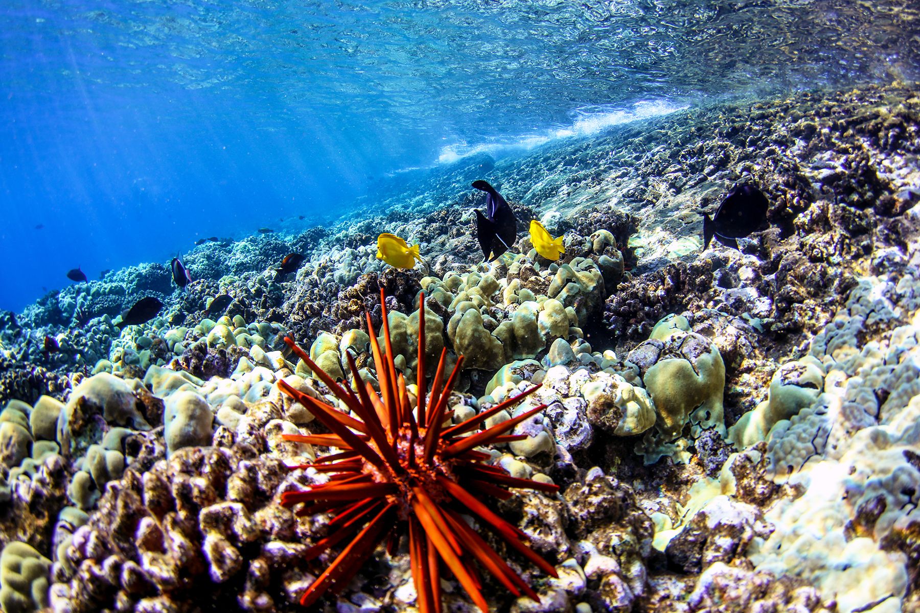 gallery7 maui underwater reef