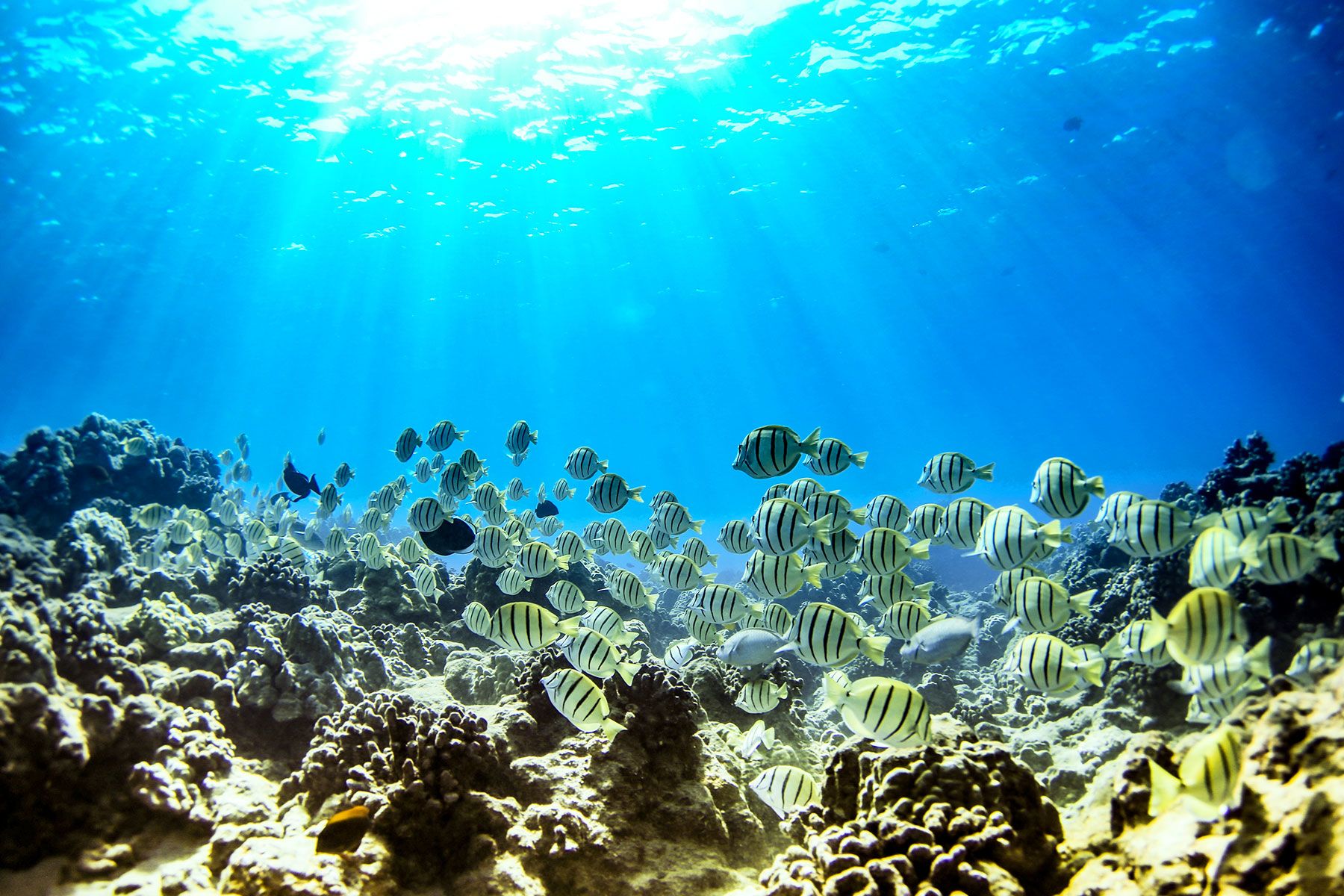 yellow and black striped fish over a reef
