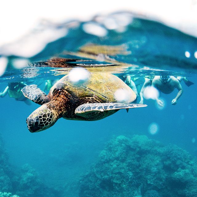 catamaran snorkeling tour maui