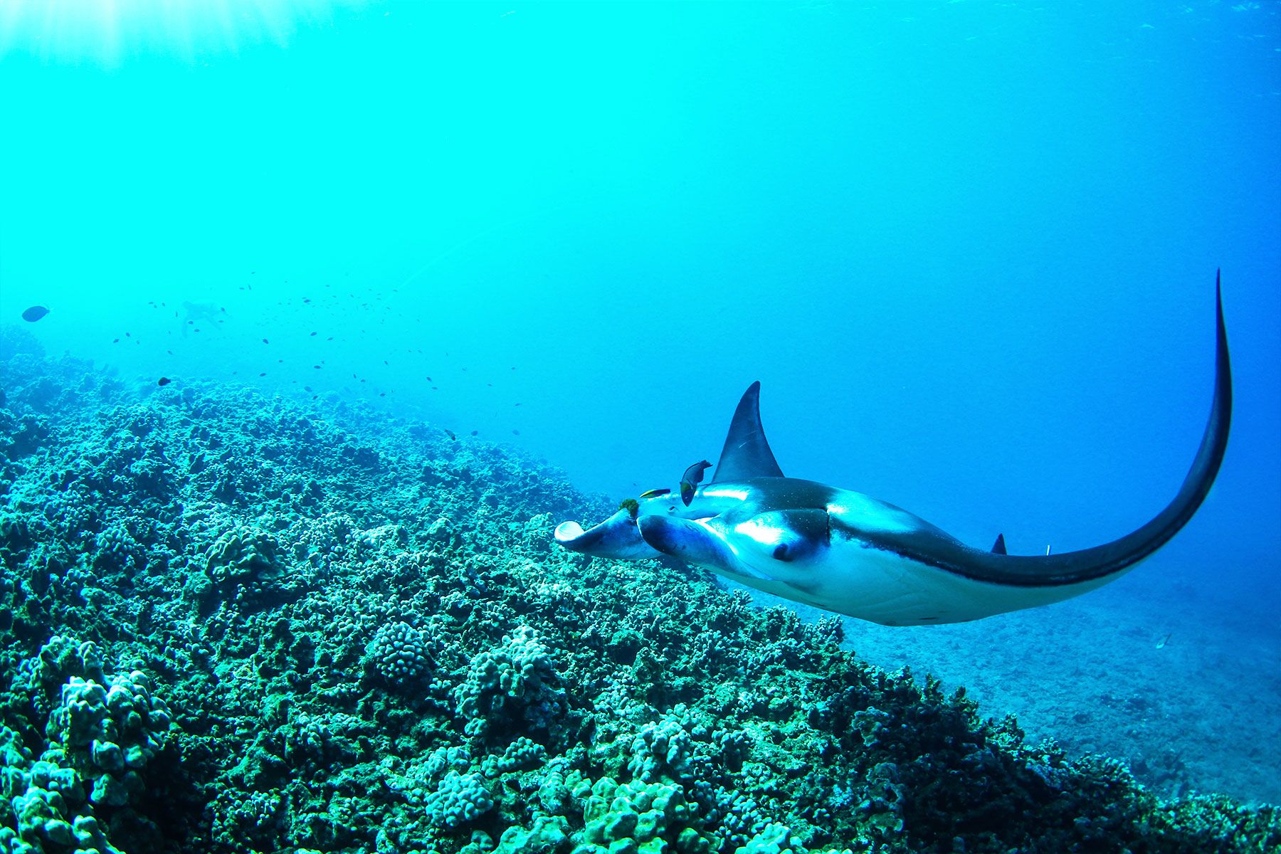 gallery3 manta ray swimming over coral reef