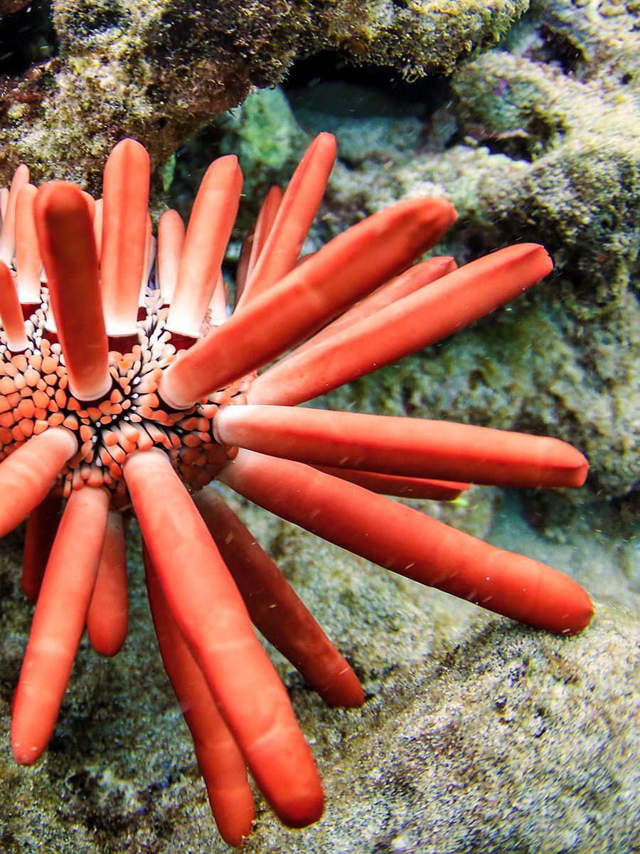 gallery7 red slate pencil urchin
