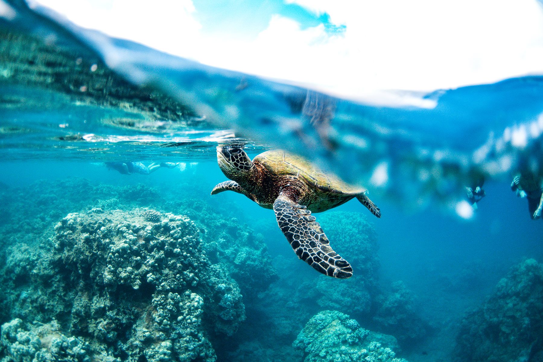 gallery8 hawaiian green sea turtle coming up for air on trilogy snorkel tour
