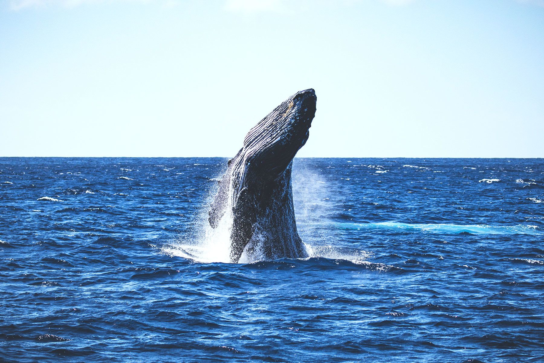 gallery1 humpback whale watch breach on trilogy boat