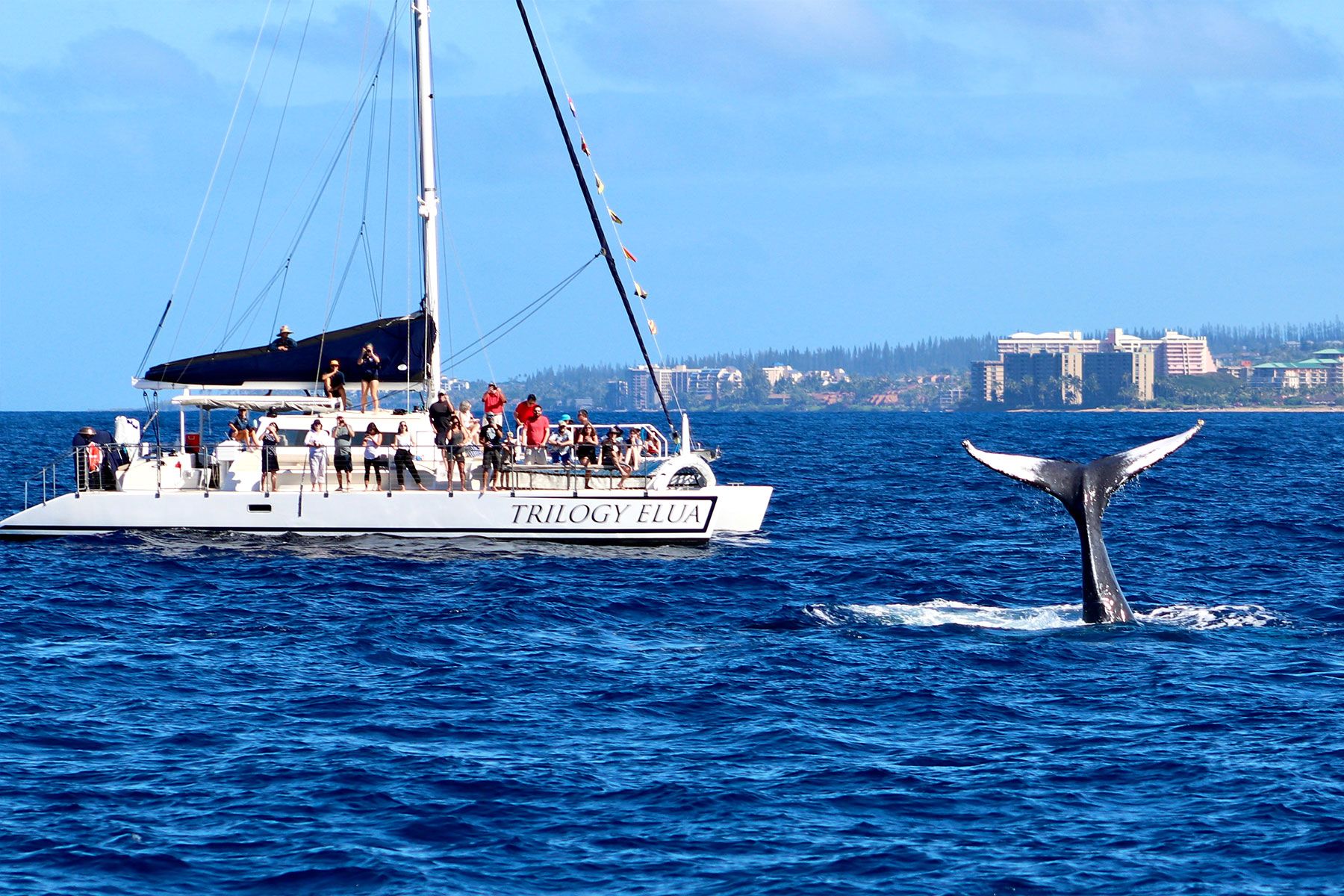 maui whale watching tours catamaran