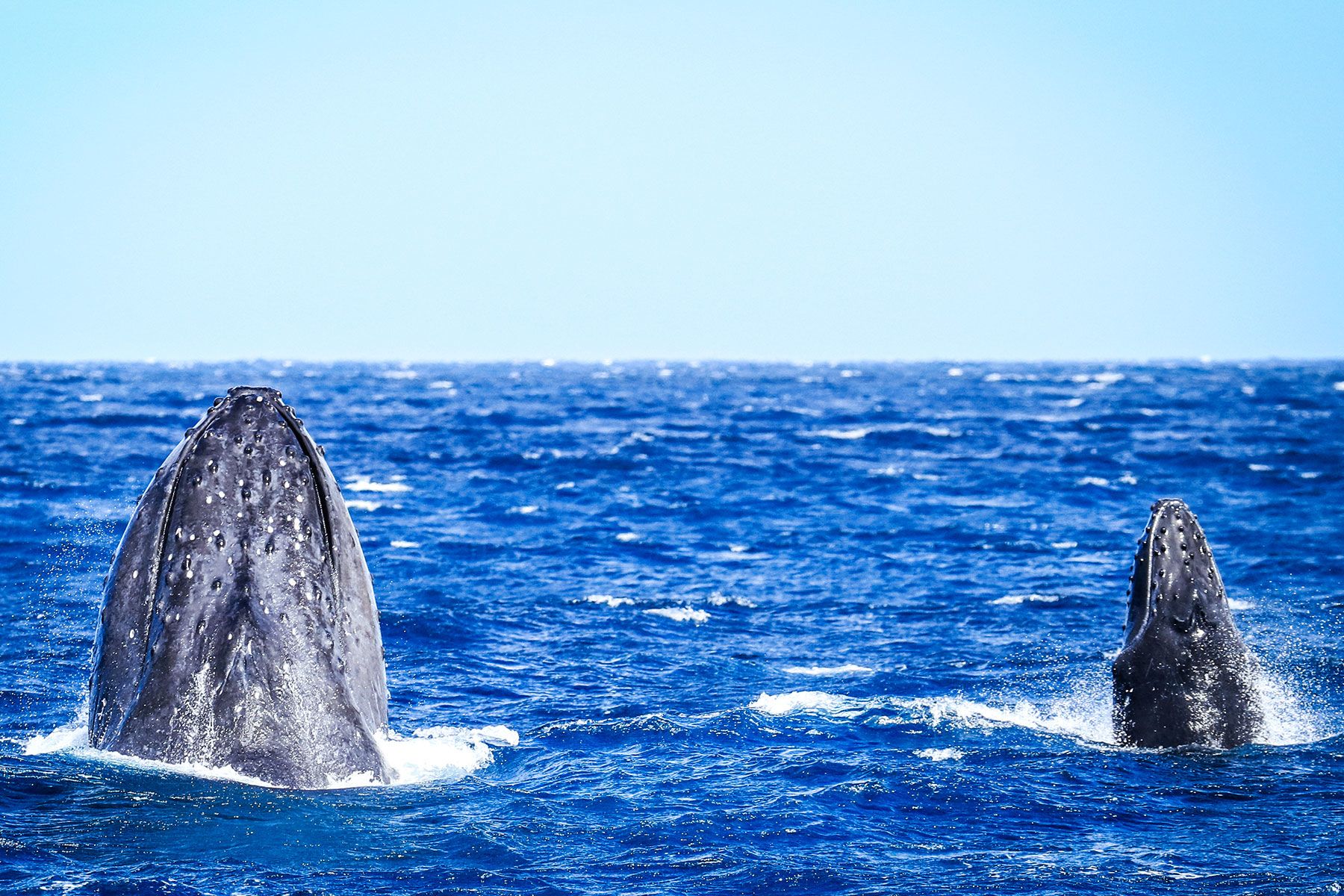 gallery8 double spy hop on trilogy whale watch