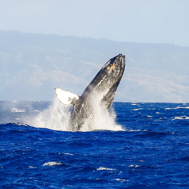 whale tour boat