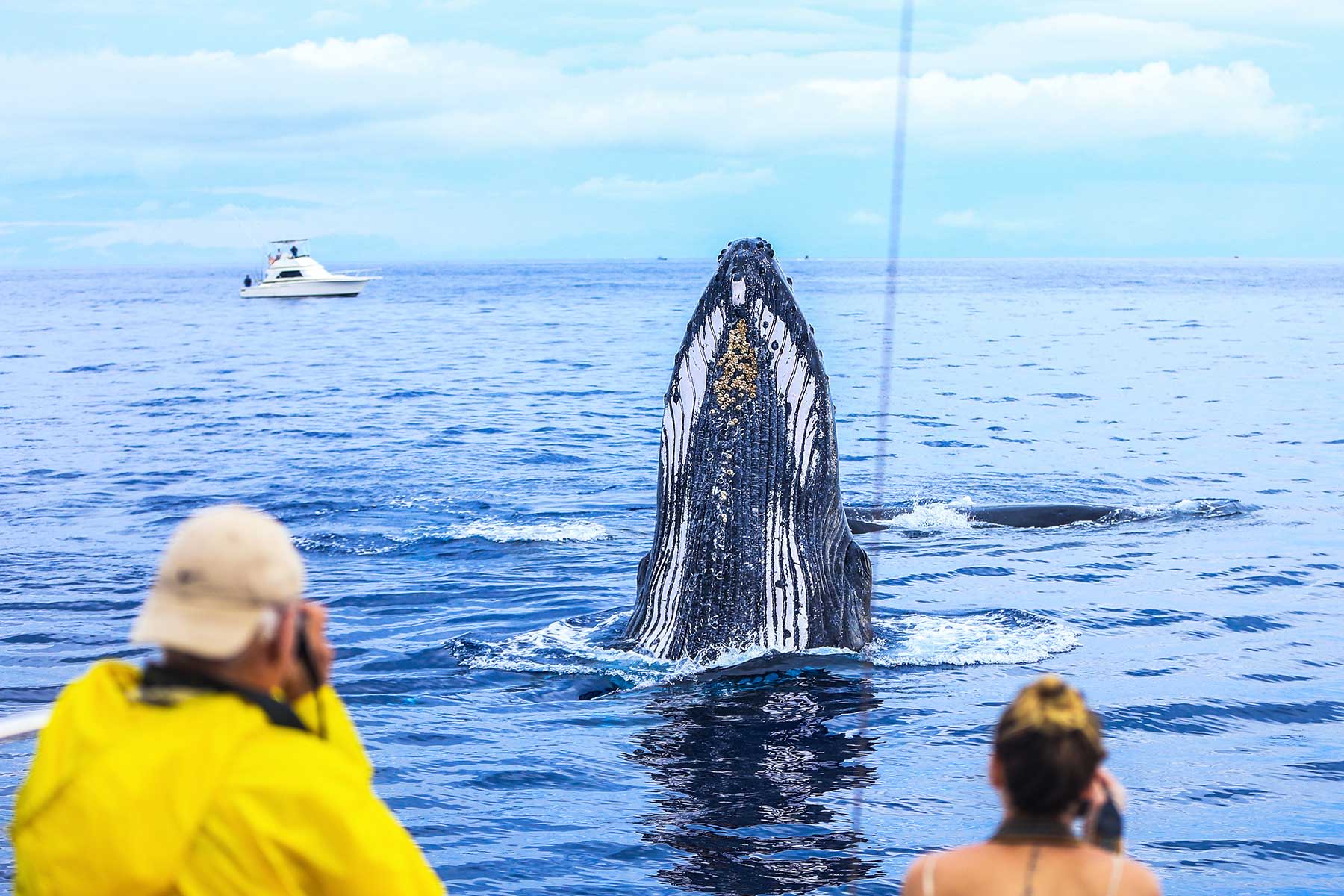 guests taking pictures of humpback whale spyhop