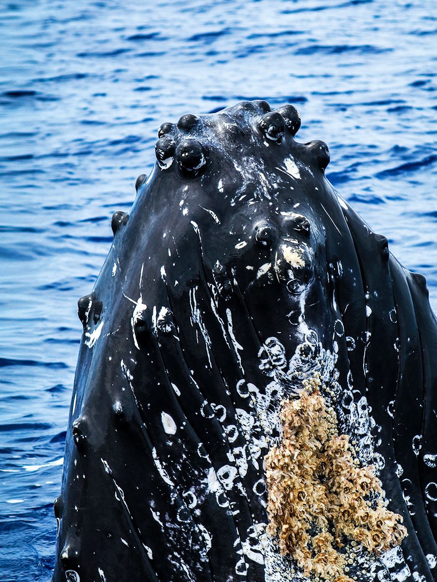 humpback whale spyhop on trilogy tour