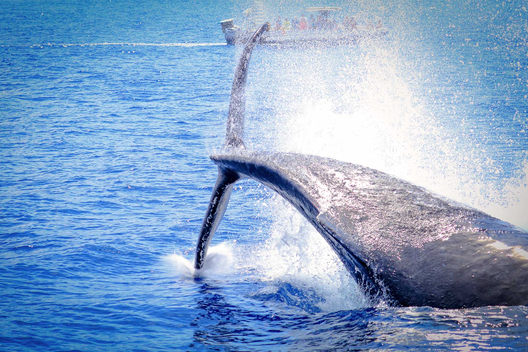 whale tail on trilogy whale watch