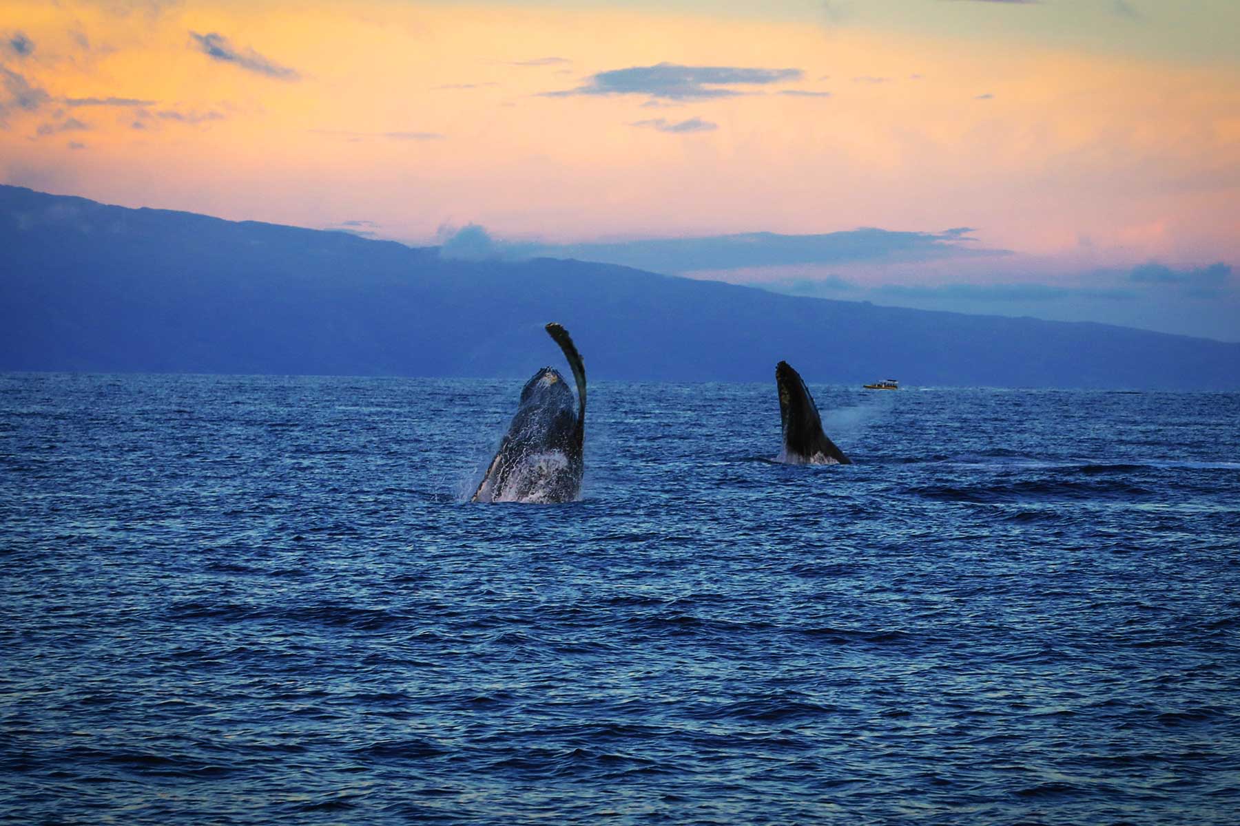 two whales breaching off the coast of maui