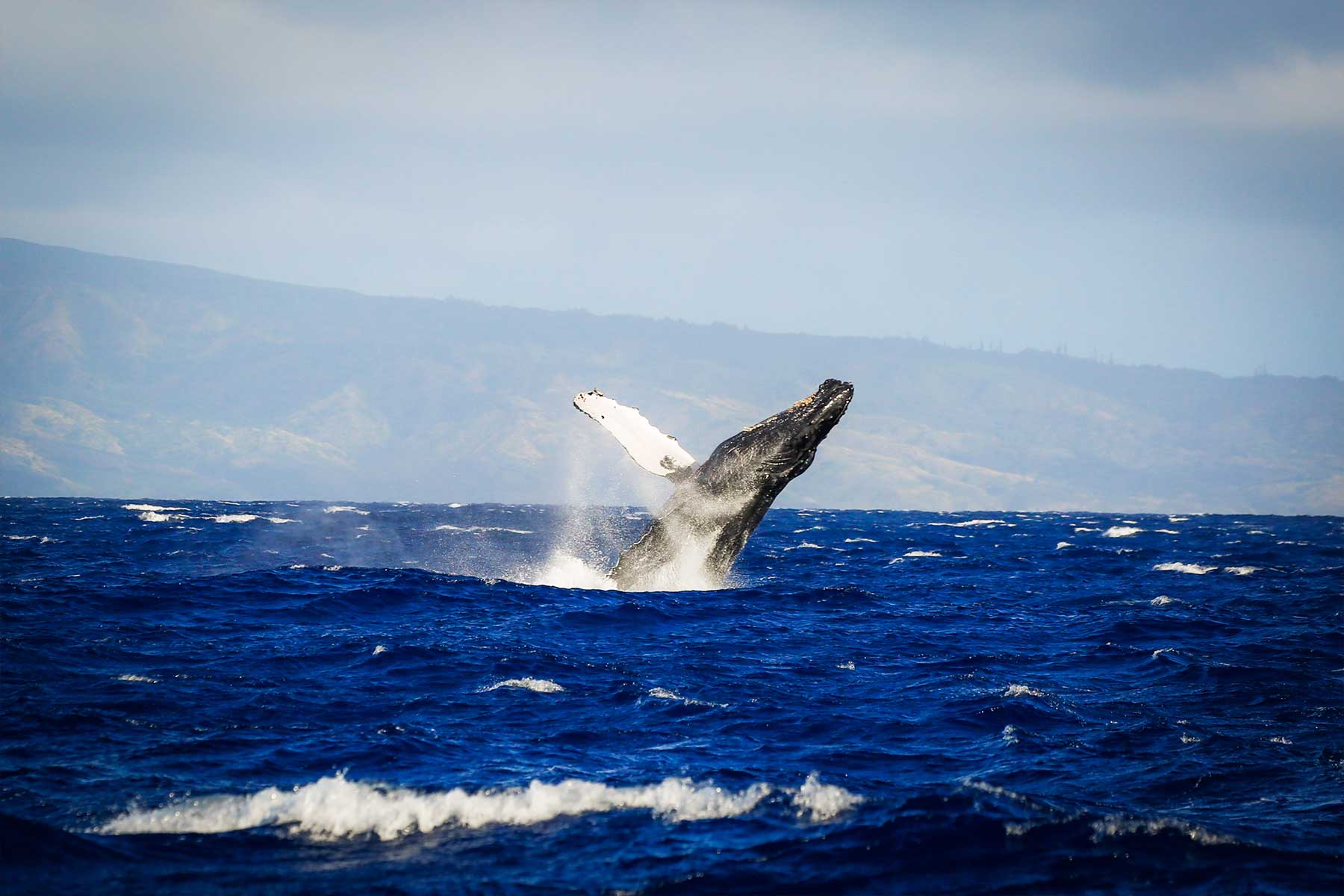 gallery1 humpback whale breach in maui