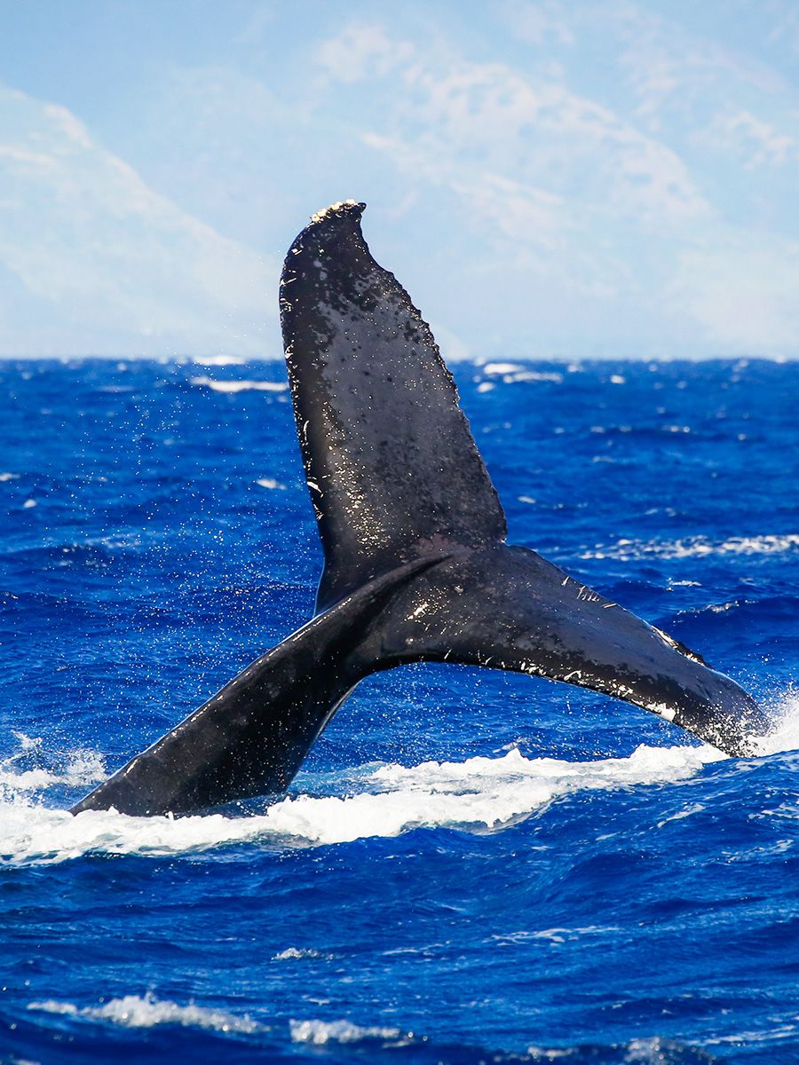 gallery5 humpback whale tail in maui
