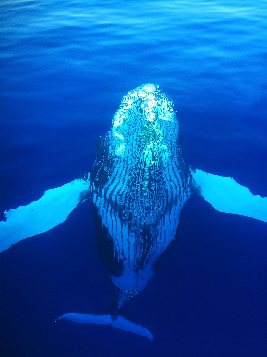 gallery8 humpback whale in maui