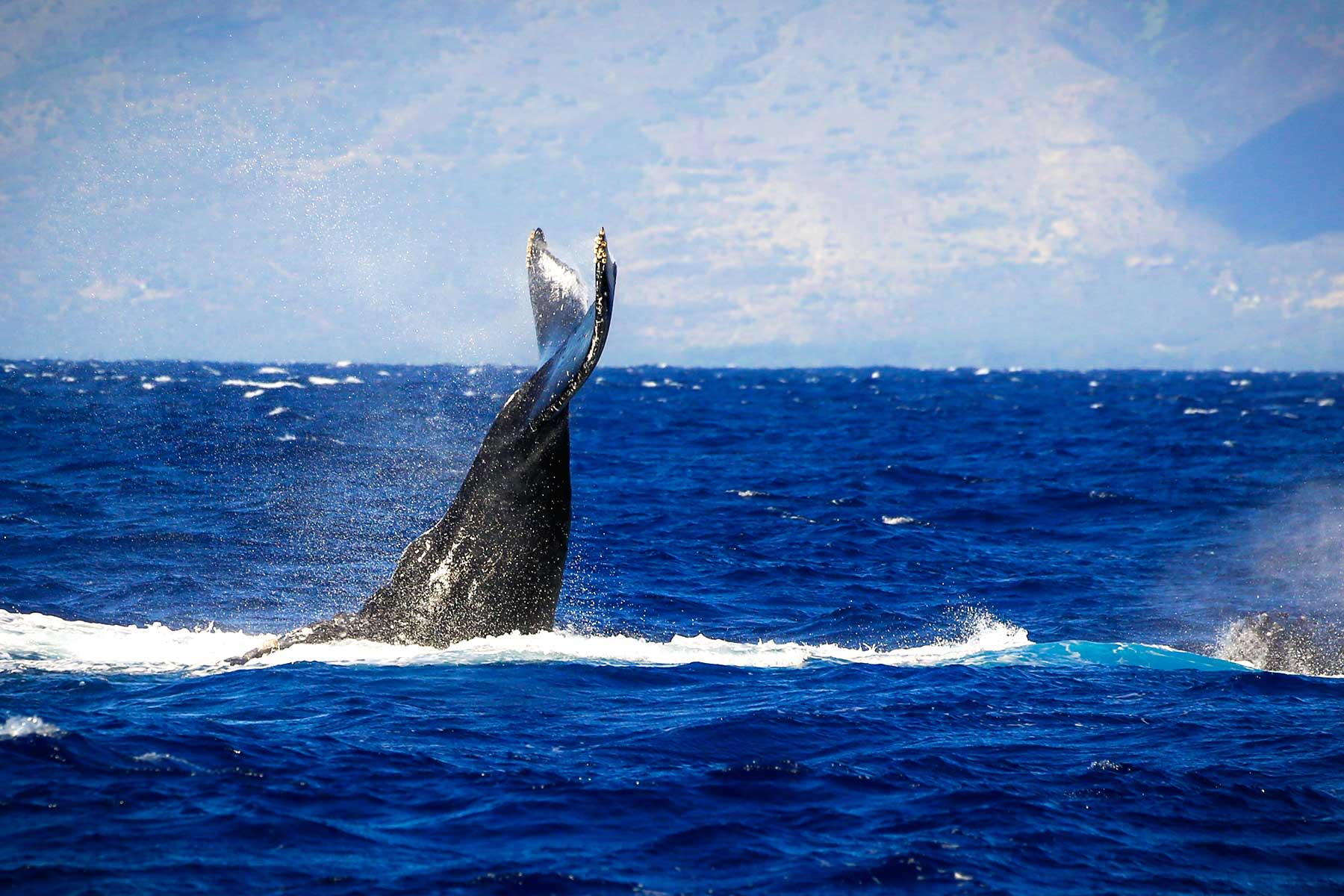 gallery4 humpback whale in maui
