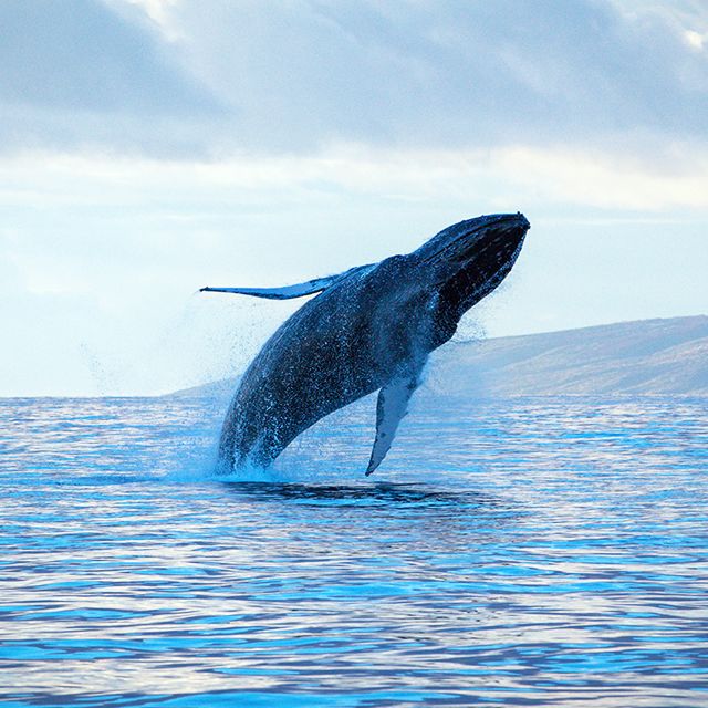 whale watching tour on maui