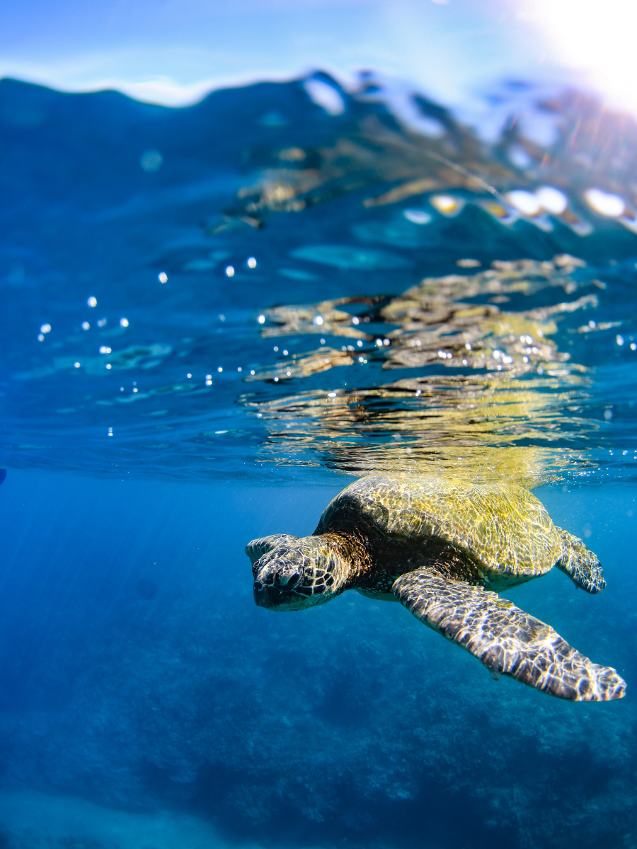 turtle west maui snorkel turtle at olowalu