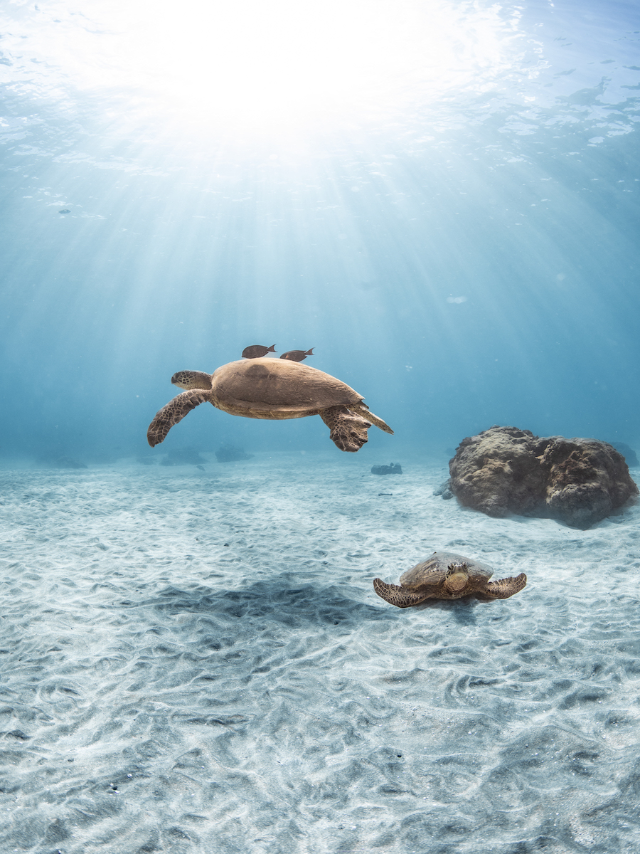 turtle_snorkel maui lanai snorkel turtle