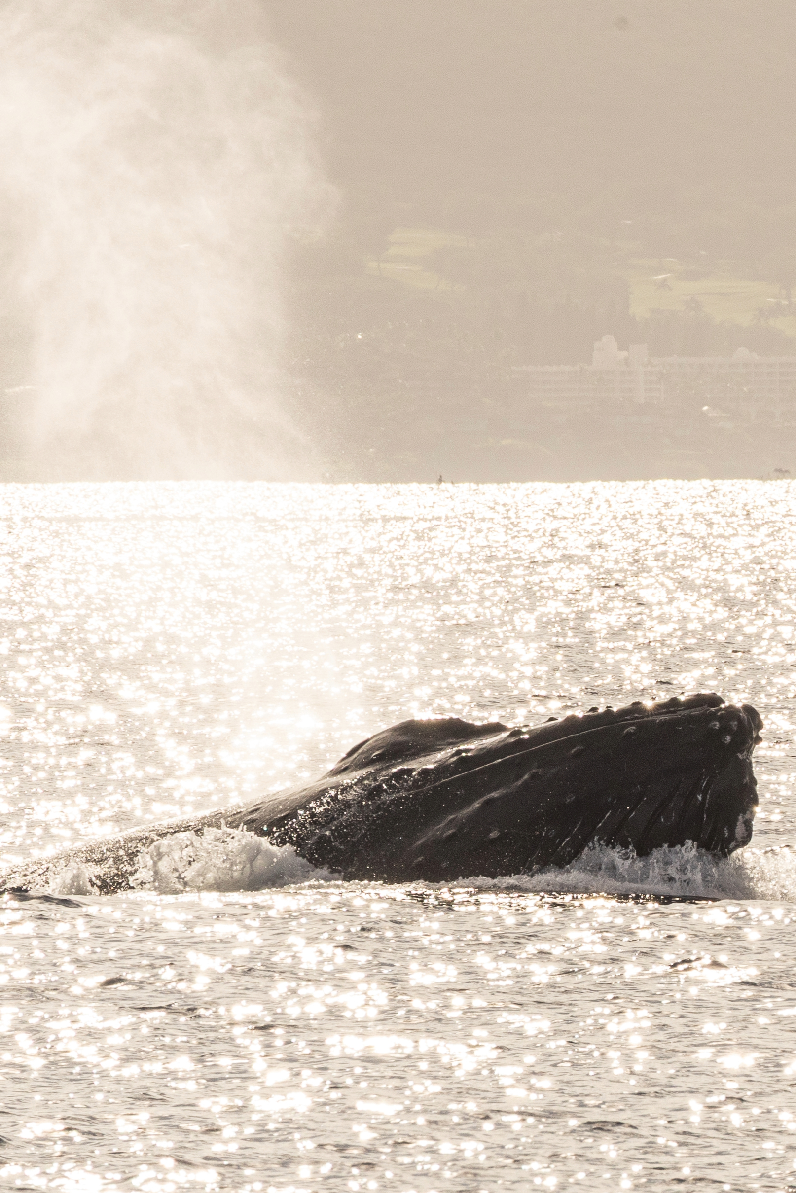 Humpback whale blow at golden hour on Maui