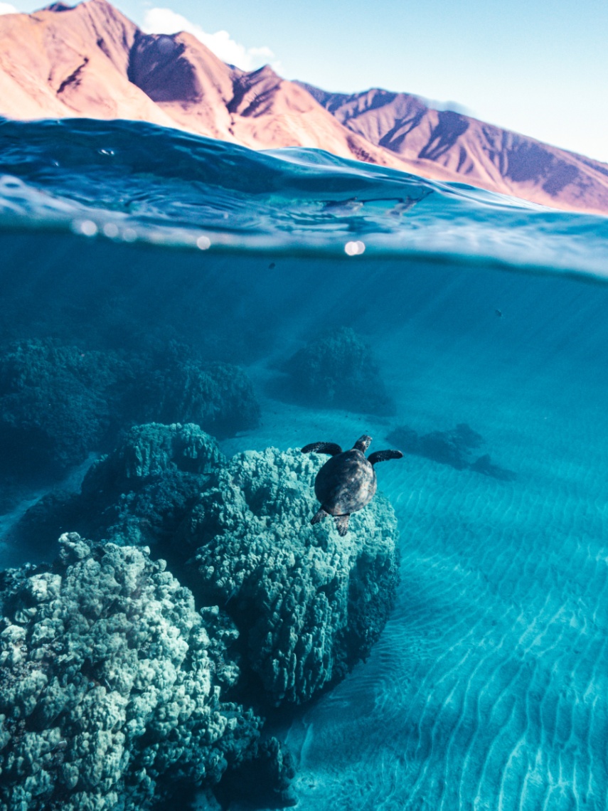turtles west maui
