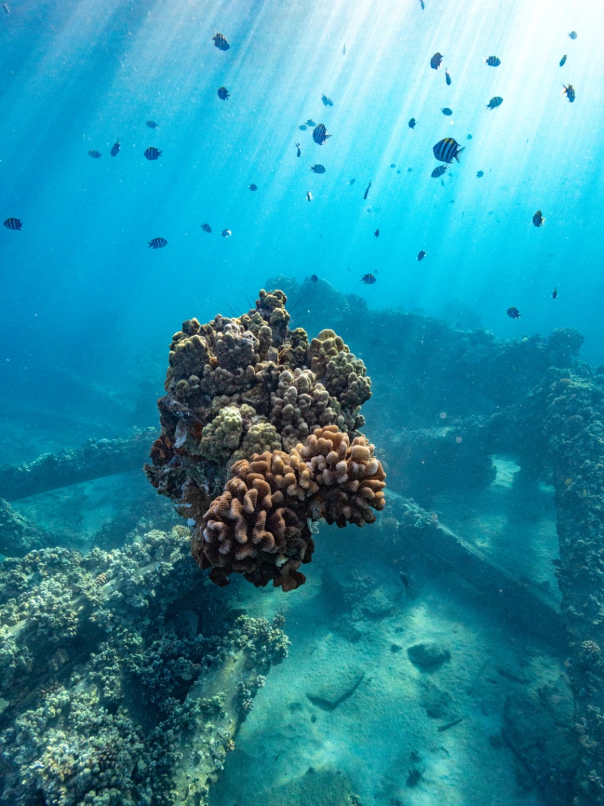 west maui reef, coral