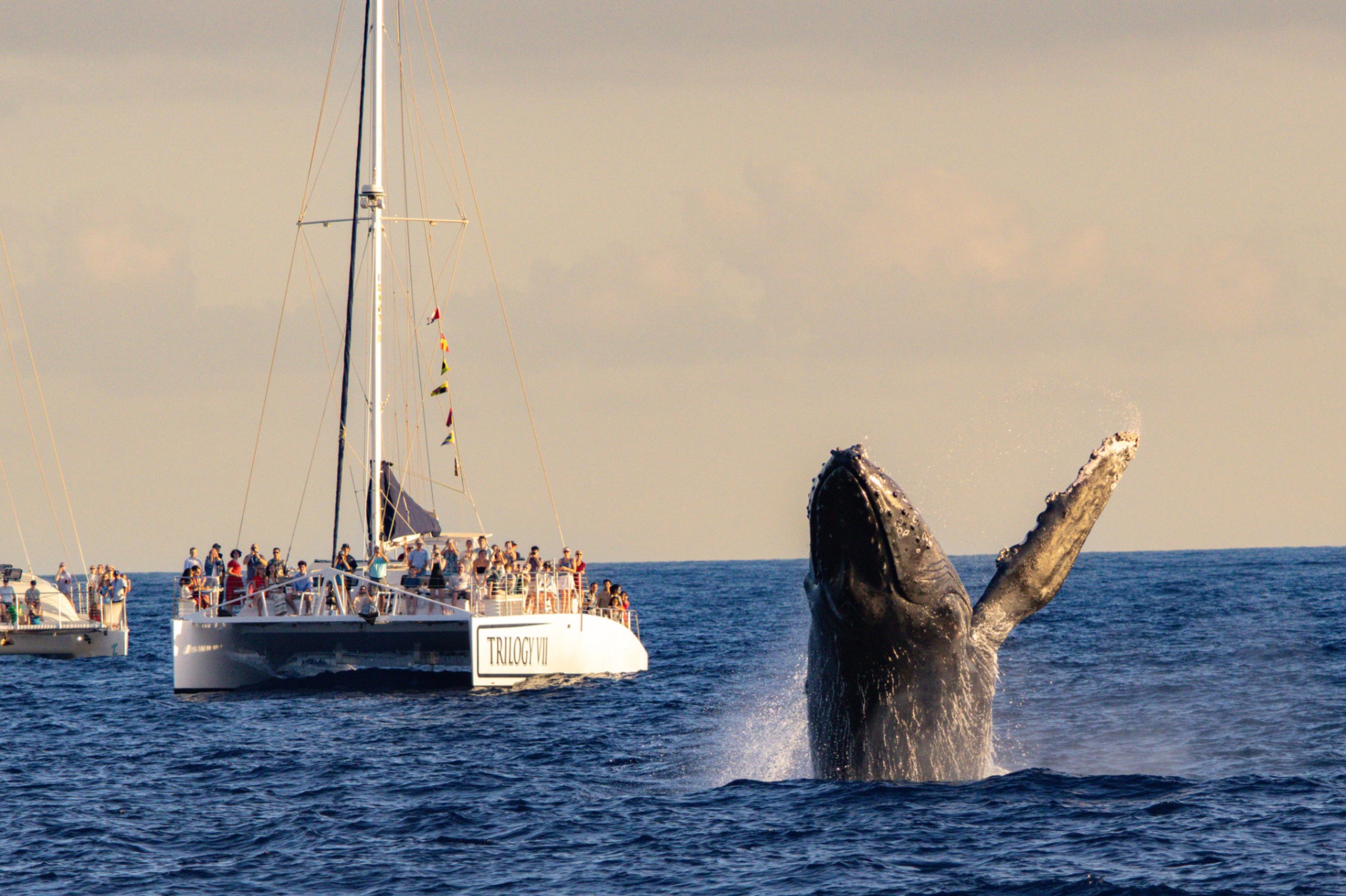 best whale watching tour on maui