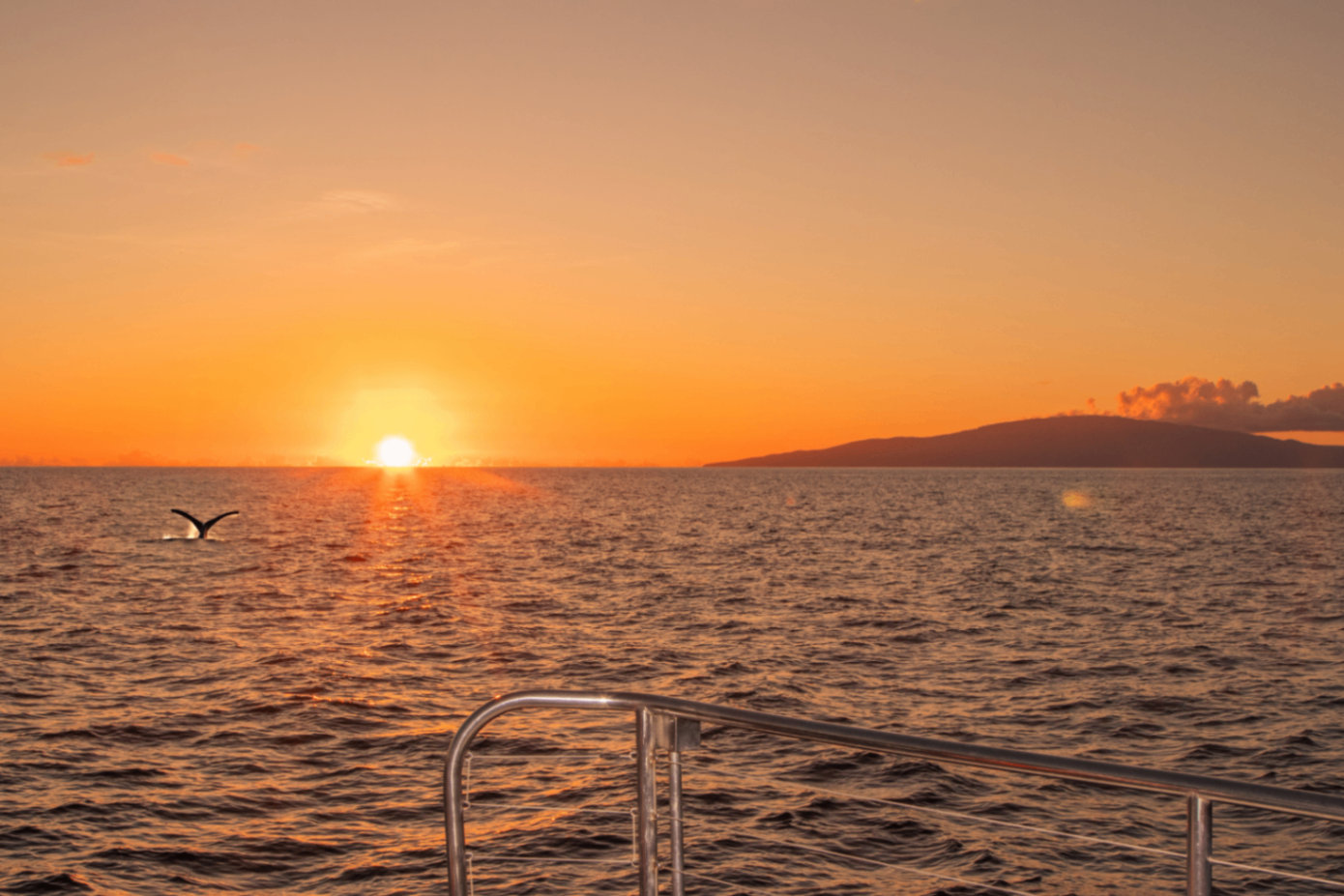 sunset whale watch, maui