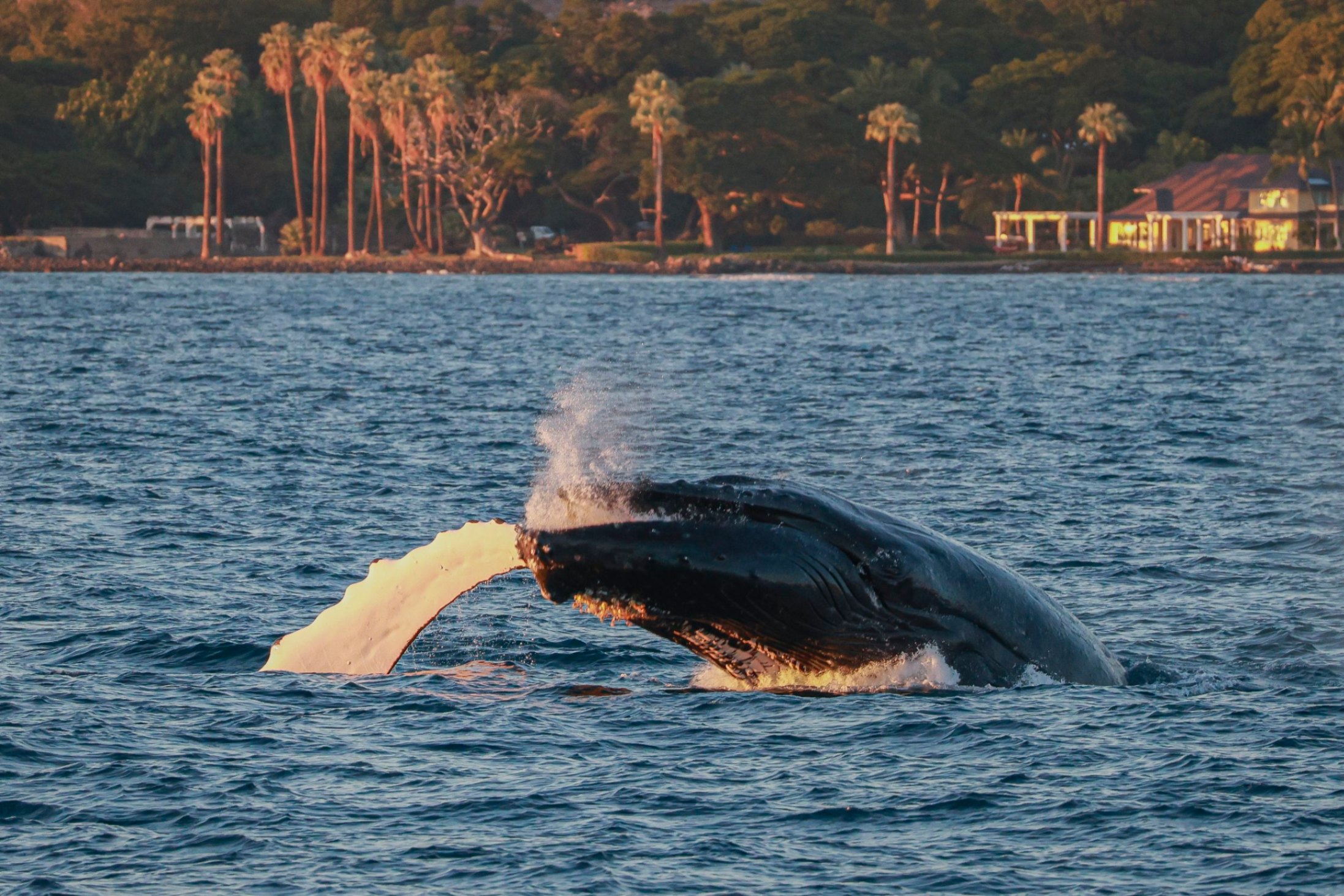 humpback whale at sunset