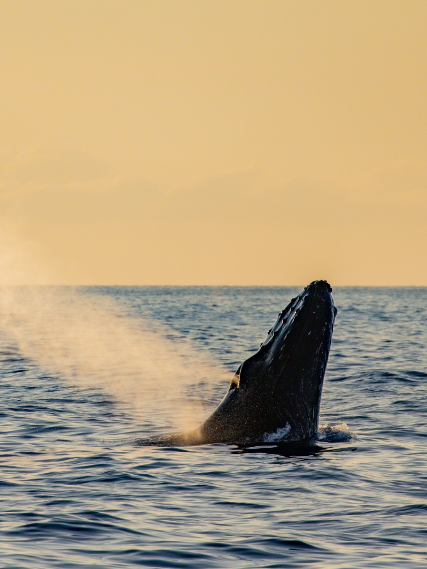 humpback whale at golden hour